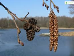 Attēlu rezultāti vaicājumam “Alnus incana female flower”