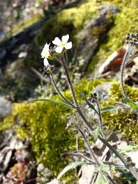 Attēlu rezultāti vaicājumam “Cardaminopsis arenosa leaf”