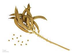 Attēlu rezultāti vaicājumam “Astragalus glycyphyllos fruit”