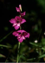 Attēlu rezultāti vaicājumam “Gladiolus imbricatus”