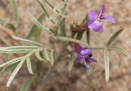 Attēlu rezultāti vaicājumam “Astragalus arenarius”