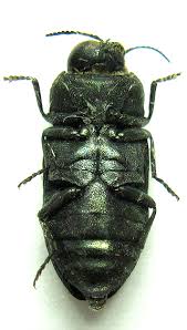 Attēlu rezultāti vaicājumam “Anthaxia quadripunctata”