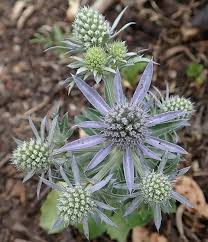 Image result for Eryngium `Blue Hobbit`