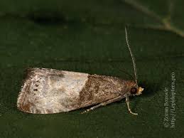 Attēlu rezultāti vaicājumam “Notocelia cynosbatella”