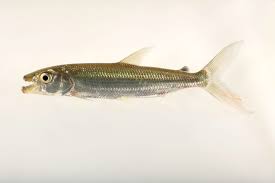 Image result for Goliath Tigerfish