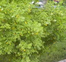 Attēlu rezultāti vaicājumam “Caragana arborescens fruit”