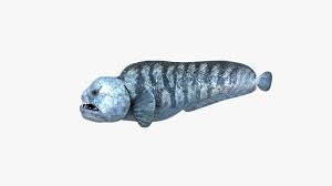 Image result for Anarhichas lupus