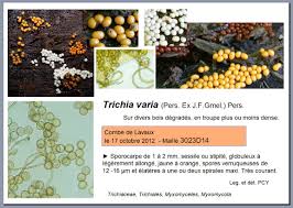Attēlu rezultāti vaicājumam “Trichia varia sessile”