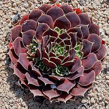 Attēlu rezultāti vaicājumam “Jovibarba globifera bud”