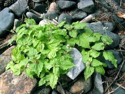 Attēlu rezultāti vaicājumam “Trichia alpina”