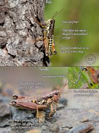 Attēlu rezultāti vaicājumam “Podisma pedestris”