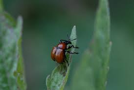 Attēlu rezultāti vaicājumam “Attelabus nitens”