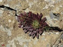 Attēlu rezultāti vaicājumam “Sedum aizoon fruit”