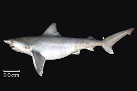 Image result for Carcharhinus plumbeus