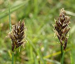 Attēlu rezultāti vaicājumam “Blysmus compressus”