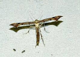 Attēlu rezultāti vaicājumam “Platyptilia sp.”