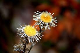 Attēlu rezultāti vaicājumam “Carlina vulgaris”