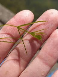 Attēlu rezultāti vaicājumam “Chara globularis”