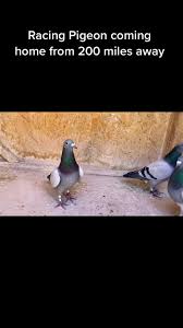 Image result for Meridian Racing Pigeon Lofts