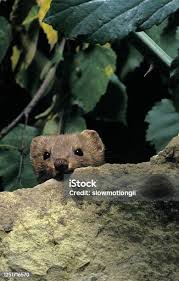 Attēlu rezultāti vaicājumam “Mustela nivalis adult”