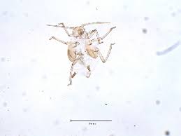 Attēlu rezultāti vaicājumam “Aphis farinosa”