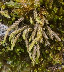 Attēlu rezultāti vaicājumam “Pterigynandrum filiforme”