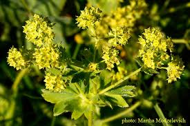 Image result for Alchemilla vulgaris