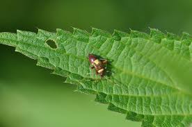 Attēlu rezultāti vaicājumam “Closterotomus biclavatus”