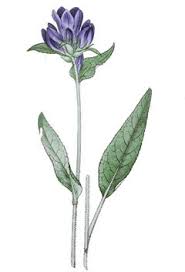 Attēlu rezultāti vaicājumam “Campanula glomerata fruit”