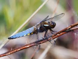 Attēlu rezultāti vaicājumam “Libellula depressa female”