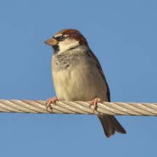 Image result for Passer hispaniolensis