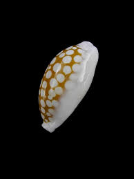 Attēlu rezultāti vaicājumam “Cribraria oregana macro”