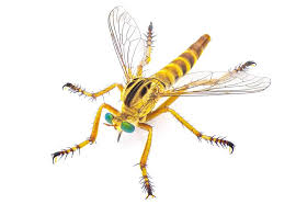 Attēlu rezultāti vaicājumam “Tanytarsus”