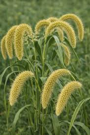 Attēlu rezultāti vaicājumam “Setaria italica”