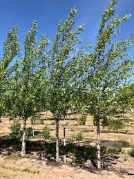 Attēlu rezultāti vaicājumam “Betula”