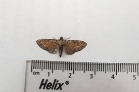 Attēlu rezultāti vaicājumam “Eupithecia icterata”