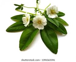 Attēlu rezultāti vaicājumam “Potentilla alba”