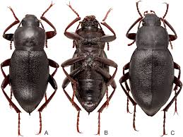 Attēlu rezultāti vaicājumam “Blaps mortisaga”