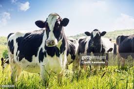 Image result for ganado bovino