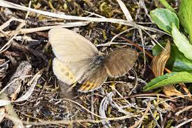 Attēlu rezultāti vaicājumam “Coenonympha hero underside”