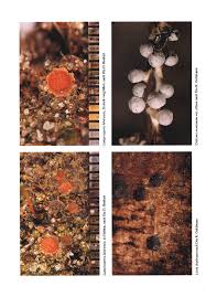 Attēlu rezultāti vaicājumam “Diderma montanum var. album spores”