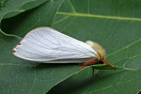 Attēlu rezultāti vaicājumam “Hepialus humuli male”