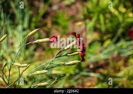 Attēlu rezultāti vaicājumam “Dianthus deltoides bud”