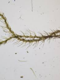 Attēlu rezultāti vaicājumam “Blepharostoma trichophyllum sporophyte”