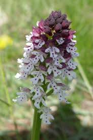 Attēlu rezultāti vaicājumam “Orchis ustulata flower”