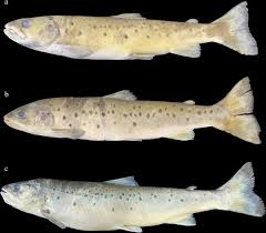 Image result for Salmo ciscaucasicus