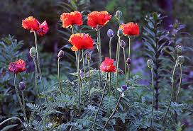Image result for Papaver orientale