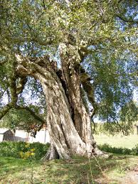 Attēlu rezultāti vaicājumam “Betula pubescens”