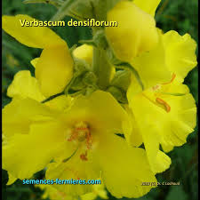 Image result for Verbascum densiflorum