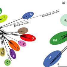 Attēlu rezultāti vaicājumam “Badhamia nitens”